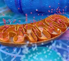 Cardiometabolic Risk