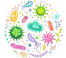 Pathogens & Overgrowth